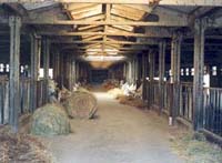 Montepulciano Cattle