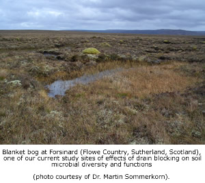 Blanket bog at Forsinard (Flowe Country, Sutherland, Scotland), one of our current study sites of effects of drain blocking on soil microbial diversity and functions (photo courtesy of Dr. Martin Sommerkorn).