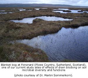 Blanket bog at Forsinard (Flowe Country, Sutherland, Scotland), one of our current study sites of effects of drain blocking on soil microbial diversity and functions (photo courtesy of Dr. Martin Sommerkorn).