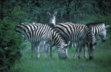 Photo of Zebras Grazing