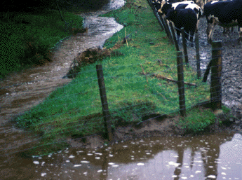 Photo of cows in flooded field, Tarland