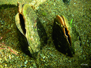Catchment mussel pic