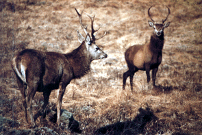 Deer pic