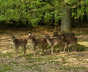 Deer pic