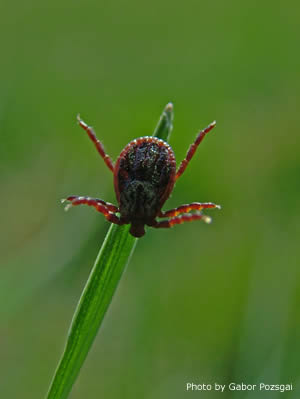 Tick picture