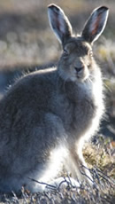 Mountain hare pic and link to media clip