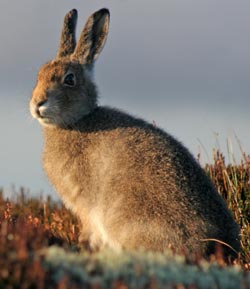 Photograph of hare