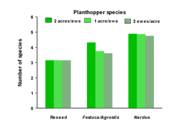 Planthopper species