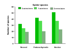 Spider species