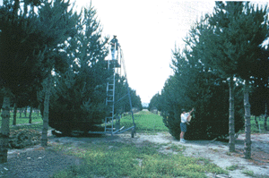 Photo of radiata pine