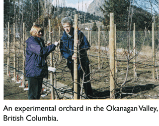 Photo of an orchard in British Columbia