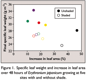 Specific leaf weight graph