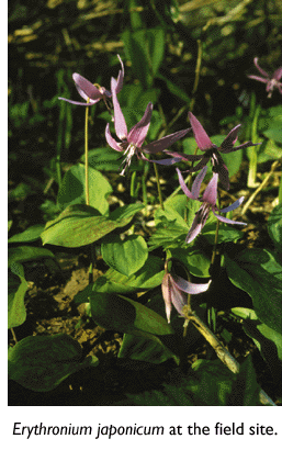 Photo of Erythronium japonicum