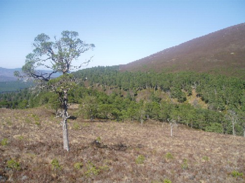 Pine regeneration on ther lower slopes of the Allt a' Mharcaidh catchment