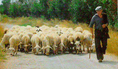Sheep in the Ebro area