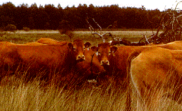 Dutch Suckler Cows