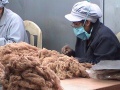 Dehairing vicuna fibre, Inca Tops
