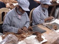 Dehairing vicuna fibre, Inca Tops