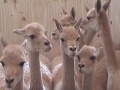 Vicunas in holding pen