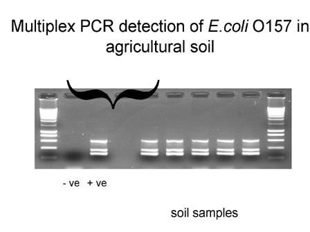 Detection of E-coli 0157