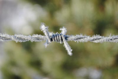 Frozen strand of barbed wire - Craig Masson