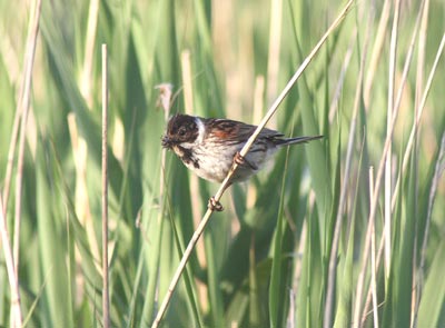 Reed bunting catching insects for its young - Peter Lewis